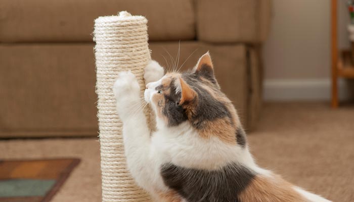 Come insegnare ad usare i tiragraffi al gatto e salvare il divano