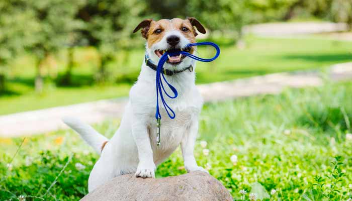 Come scegliere il guinzaglio per cane perfetto