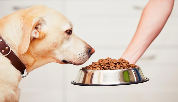 Crocchette per cane economiche ma buone