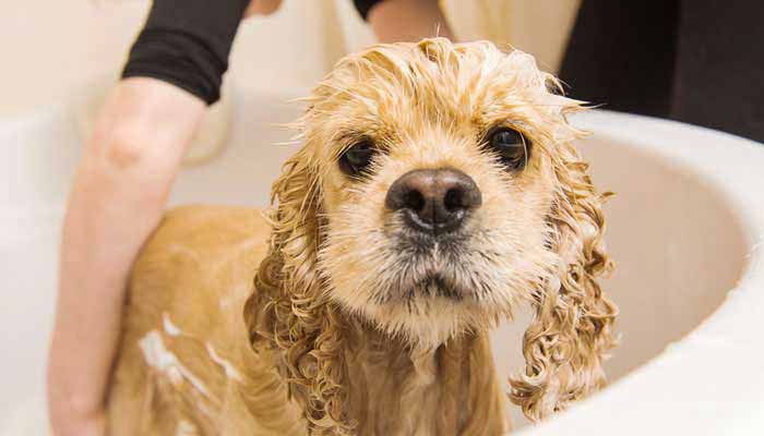 Lavare il cane e lo schampoo da utilizzare