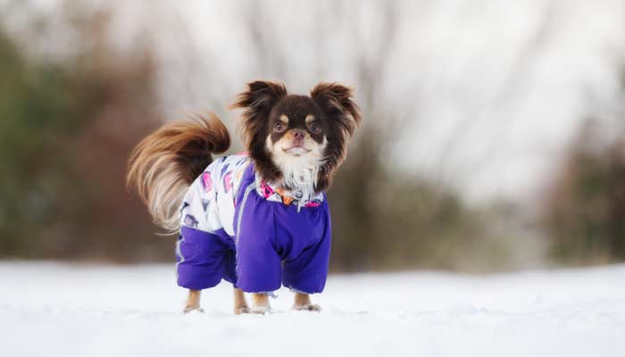 Ranphy Vestiti per Animali Domestici per Tuta per Cani di Taglia Piccola Cucciolo di Gatto Abiti Cagnolino Camicia Pigiama per Dormire Chihuahua Yorkshire Terrier Blu S