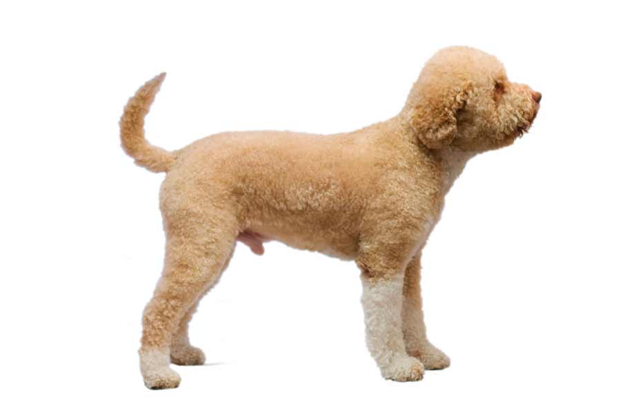 Tosatura del cane Lagotto