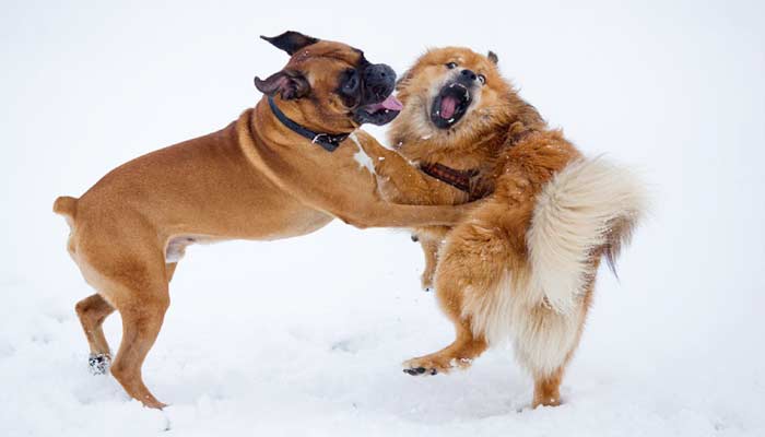 Aggressività intraspecifica del cane