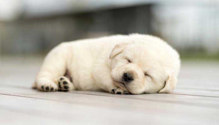 Cosa Comprare Quando Arriva Un Cucciolo Di Cane Perpets