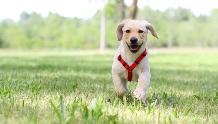 CONSIGLIO PETTORINA per-cani modelli e guida acquisto