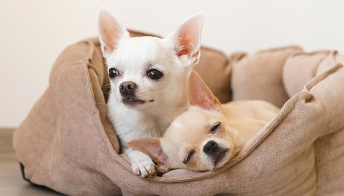 Disinfettare La Cuccia Del Cane In Modo Efficace Perpets