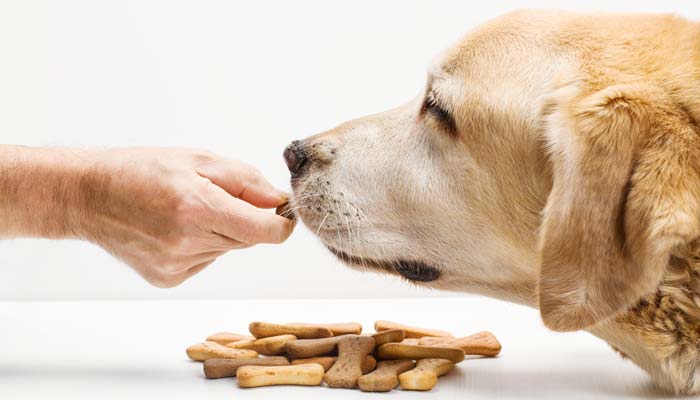 Premi per cani fuori pasto consigli per l'uso