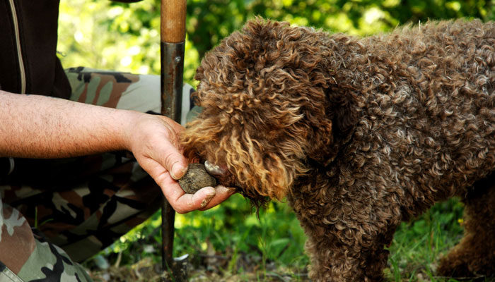 Addestrare il Lagotto alla cerca del tartufo