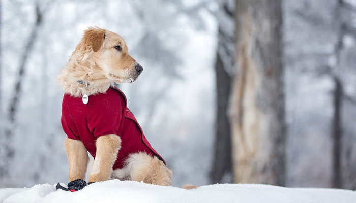 Albicocca, L POPETPOP Vestiti Inverno Caldi in Pile con Cappuccio per Cucciolo Cappotto Ispessito per Cani di Piccola Taglia