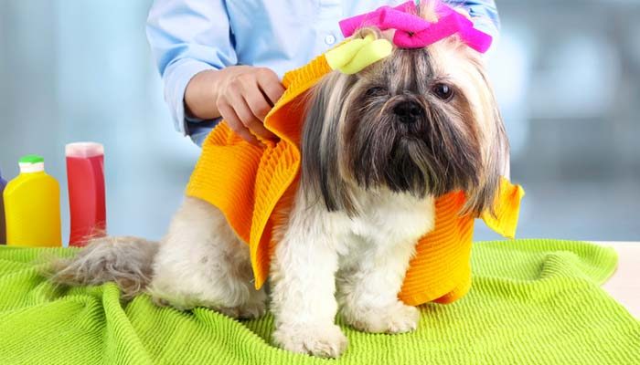 Shampoo a secco per lavare il cane senza fargli il bagno