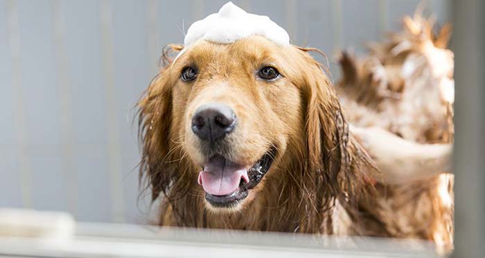 Shampoo a secco per lavare il cane