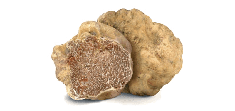 Tartufo fresco per addestrare il Lagotto alla cerca del tartufo