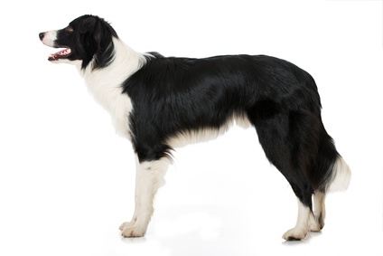 Border Collie Adulto