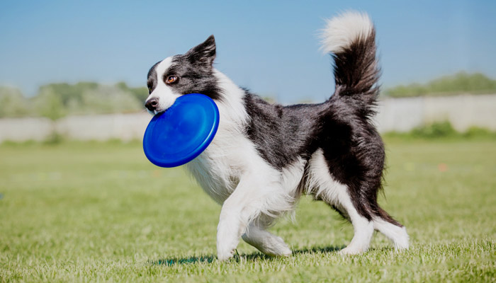 Border Collie razza storia carattere e prezzo