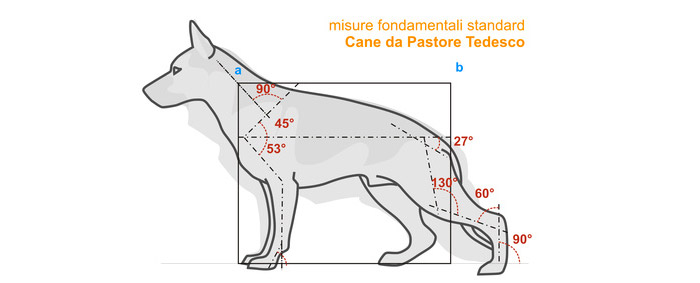 Misure fondamentali standard Cane da Pastore Tedesco