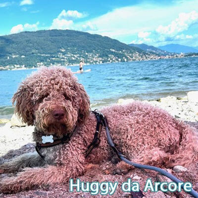 Lagotto Huggy da Arcore