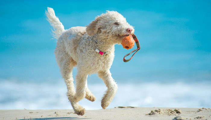 Lagotto Romagnolo