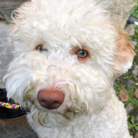 Lagotto Romagnolo primo piano