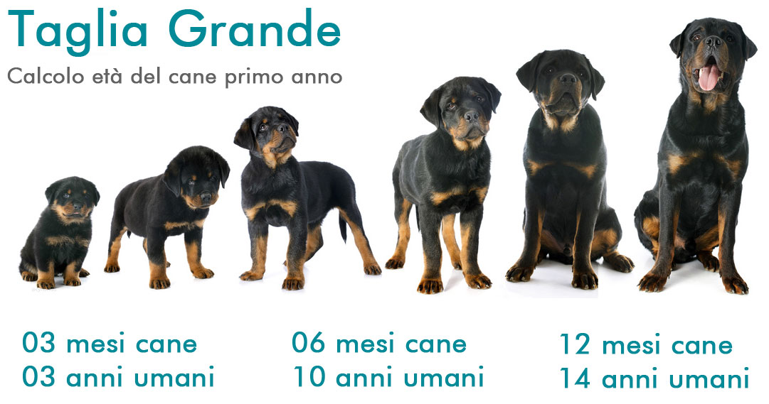 Calcolare eta del cane in anni: umani taglia grande