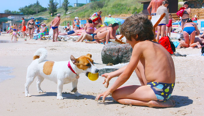 Cani in spiaggia libera comportamento diritti e doveri