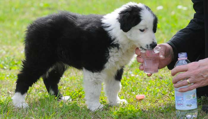 Colpo di calore nel cane sintomi e cosa fare