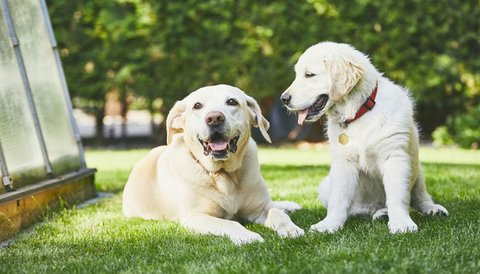 Come calcolare eta del cane in anni umani