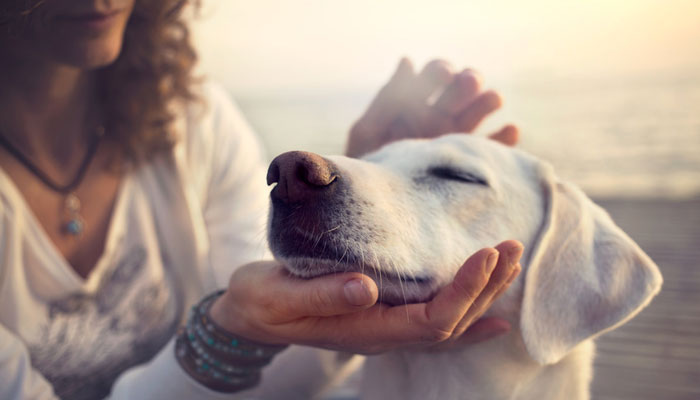 Come capire se il tuo cane ti vuole bene davvero