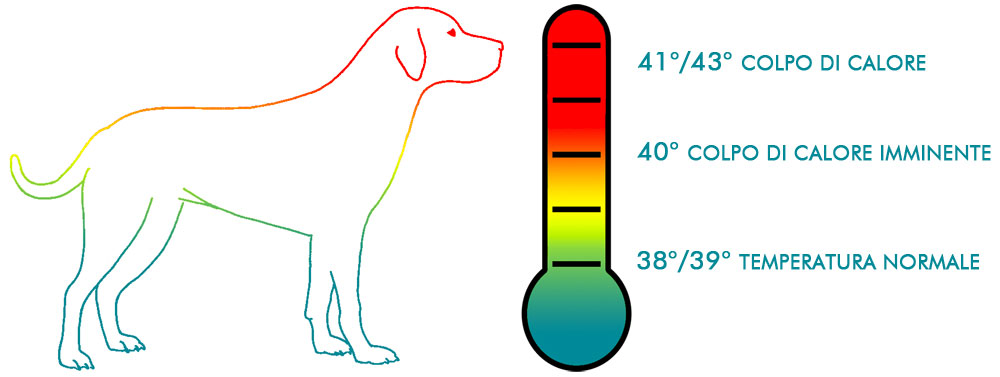 Temperatura colpo di calore nel cane