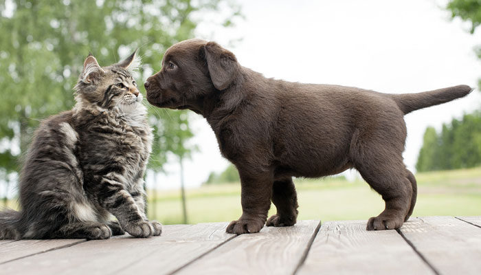 Come abituare il gatto al nuovo cane