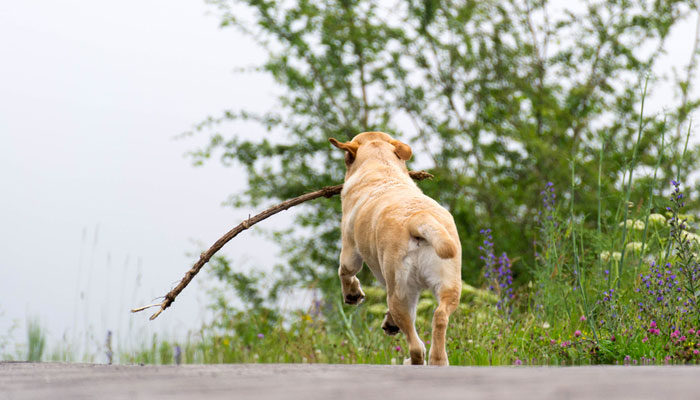 Cane che scappa continuamente