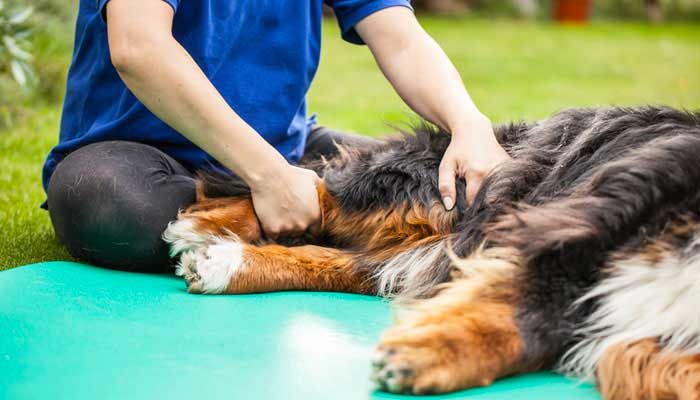 Cane con dolori articolari farmaci e cure naturali