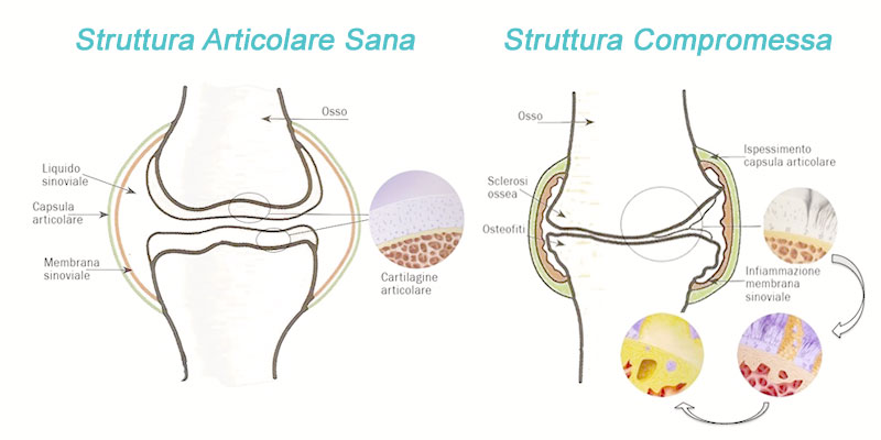 Struttura ossea del cane con dolori articolari