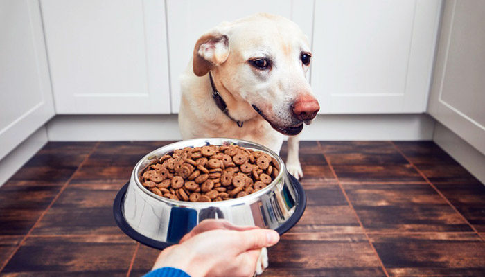 Cane che non mangia