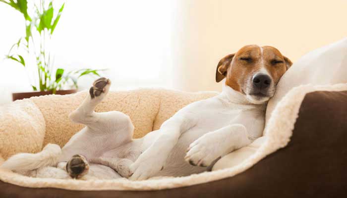 Cucce per cani da interno economiche migliori