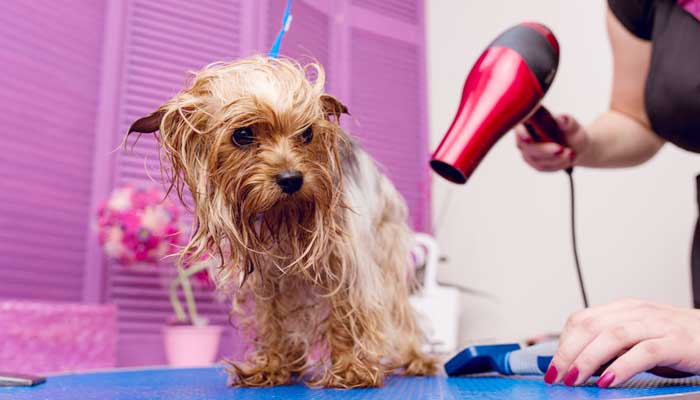 Come asciugare il pelo del cane dopo il bagno