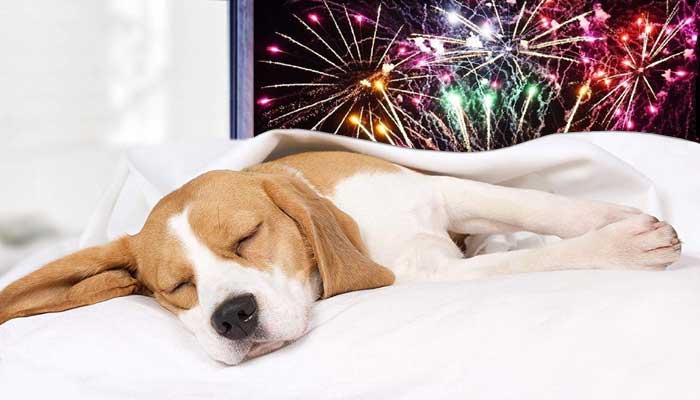 Come calmare il cane durante i botti di capodanno