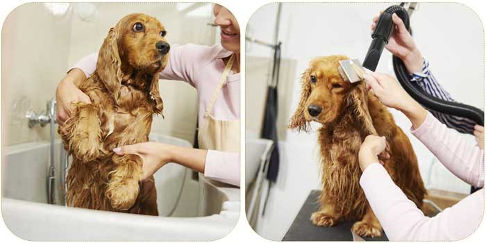 Dopo il bagno del cane inizia asciugatura