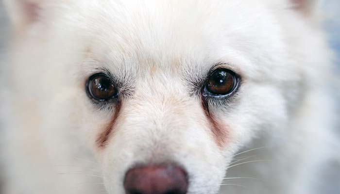 Macchie da lacrimazione nel cane