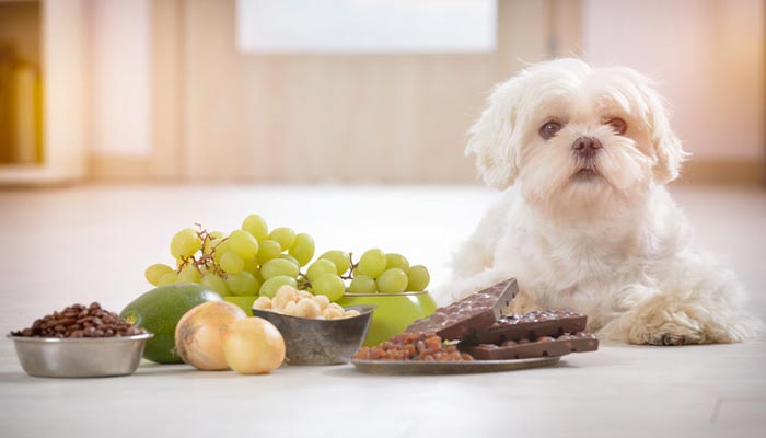 Alimenti tossici e pericolosi per il cane