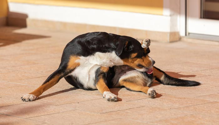Come evitare che il cane si lecchi le ferite