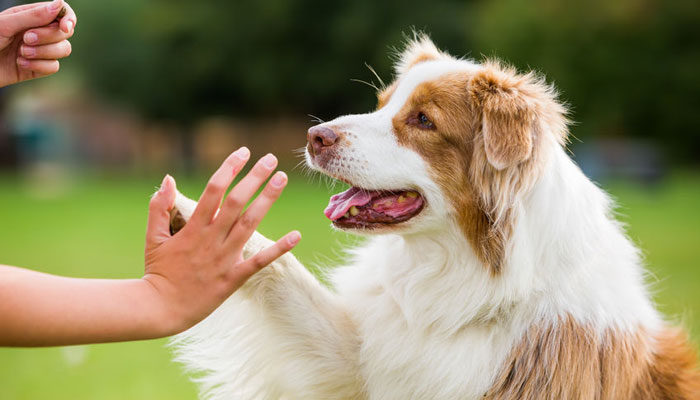 Come addestrare il cane