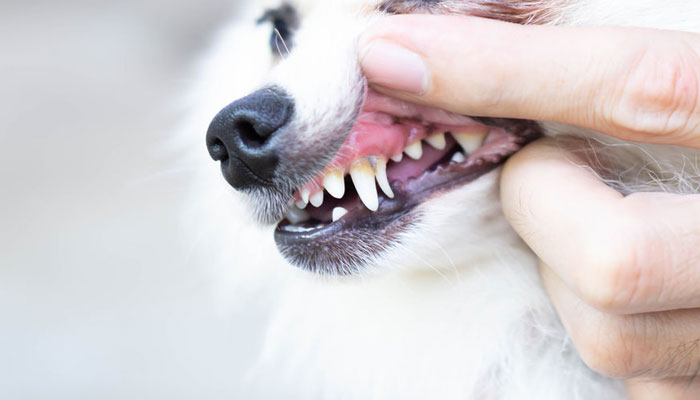Come rimuovere il tartaro dai denti del cane