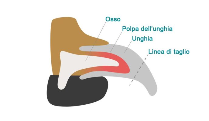 Anatomia dell'unghia del cane