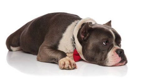 Cane affaticato dopo aver mangiato troppo velocemente