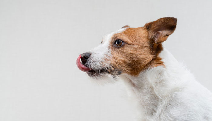 Cane che lecca il muro di casa