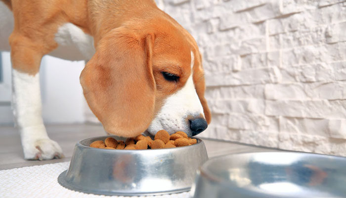 Cane che mangia troppo velocemente i pasti