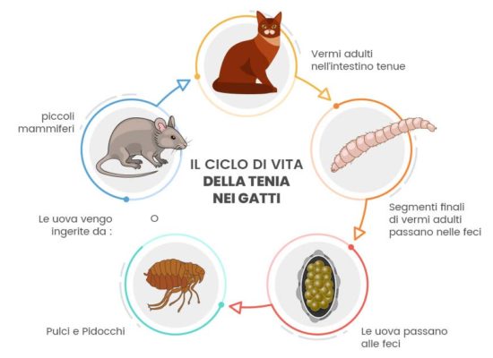 Ciclo di vita della tenia nei gatti