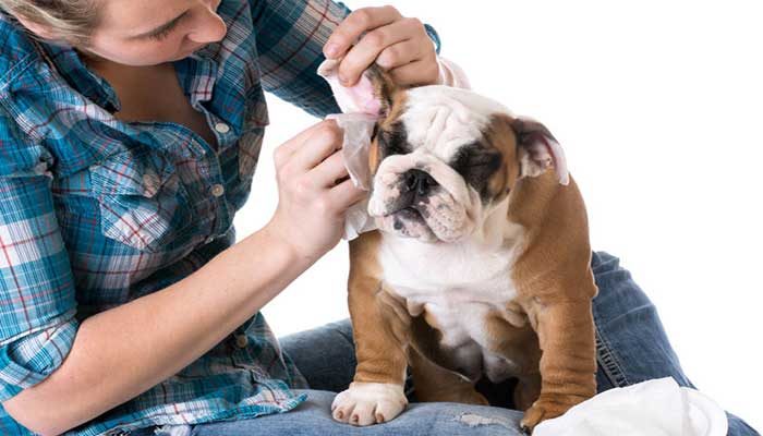 Come pulire le orecchie del cane in odo efficace