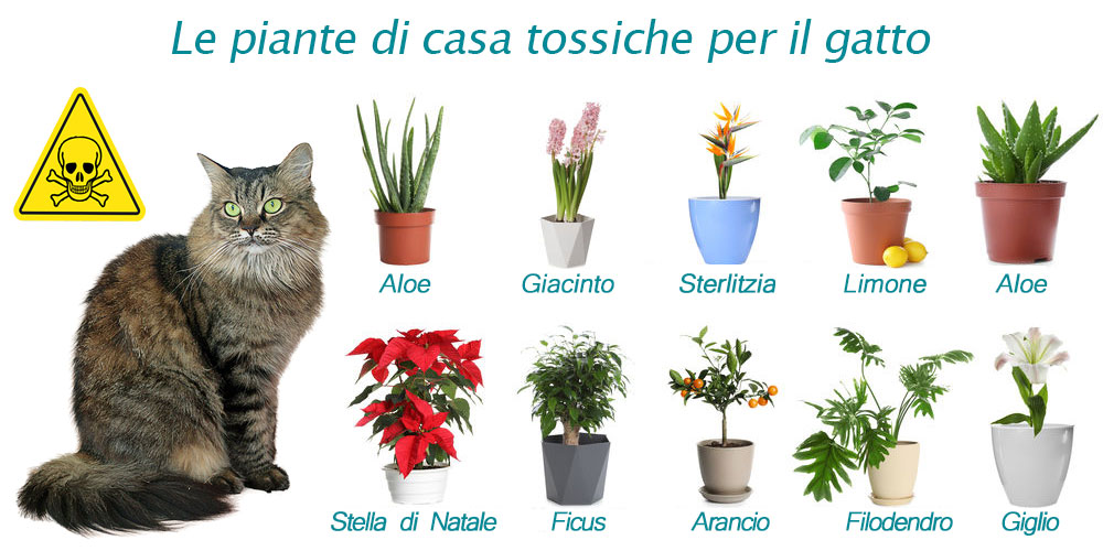 Gatto che vomita troppo spesso: infografica piante tossiche per i gatti