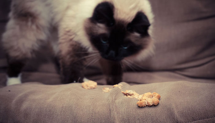 Gatto che vomita troppo spesso cure e rimedio